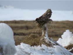 Short-eared Owl